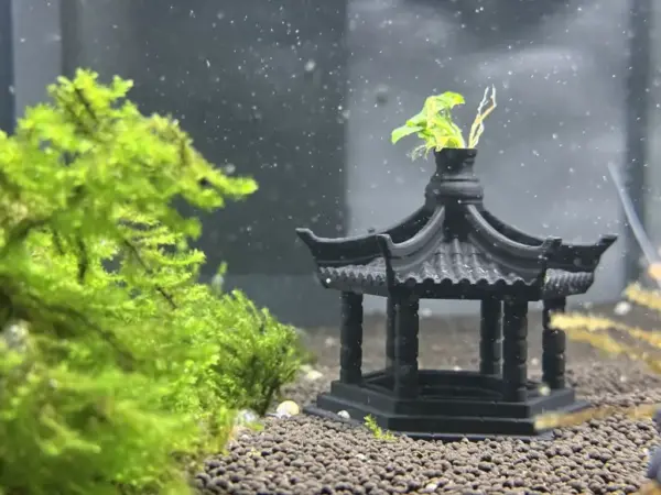 Asia Pagode im Aquarium neben grünen Pflanzen fotografiert