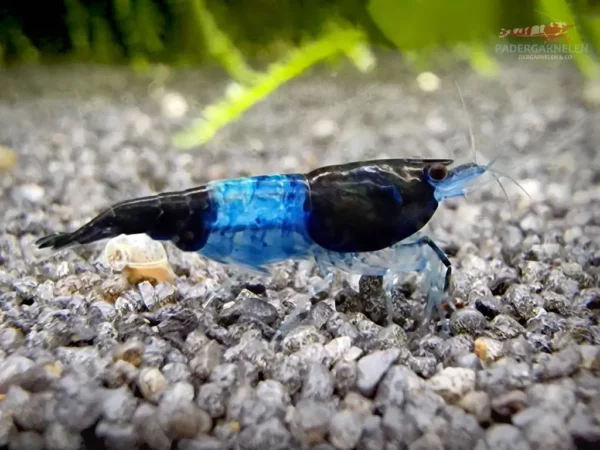 Blue Black Rili Garnele - Detailbild Einzeltier 2