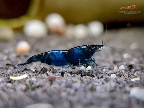 Blue Black Rili Garnele - Detailbild Einzeltier