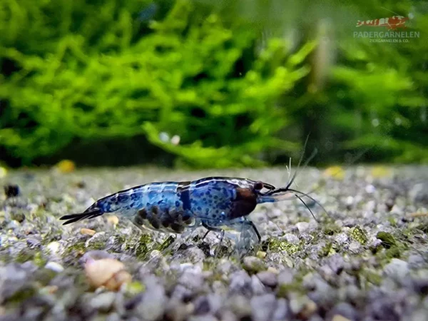 Blue Black Rili Garnele - Detailbild Einzeltier weiblich mit Eiern tragend