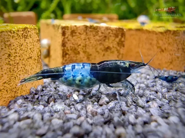 Blue Black Rili Garnele - Detailbild Einzeltier weiblich - mit Eiern tragend