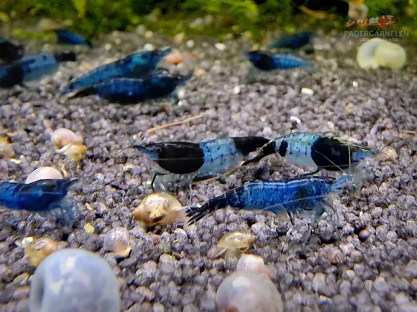 Blue Black Rili Garnelen - Mehrere Garnelen im Becken
