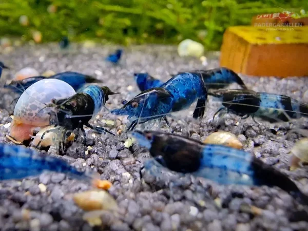 Blue Black Rili Garnelen - Mehrere Garnelen im Becken mitsamt einer Schnecke