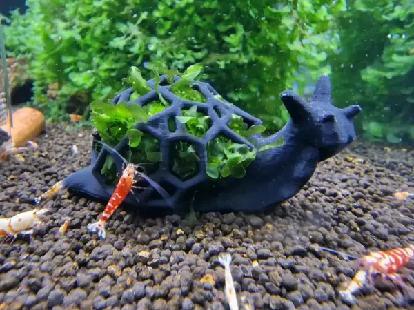 Deko Moosschnecke groß im Aquarium auf Bodengrund stehend mit Süßwassertang befüllt und Garnelen davor fotografiert