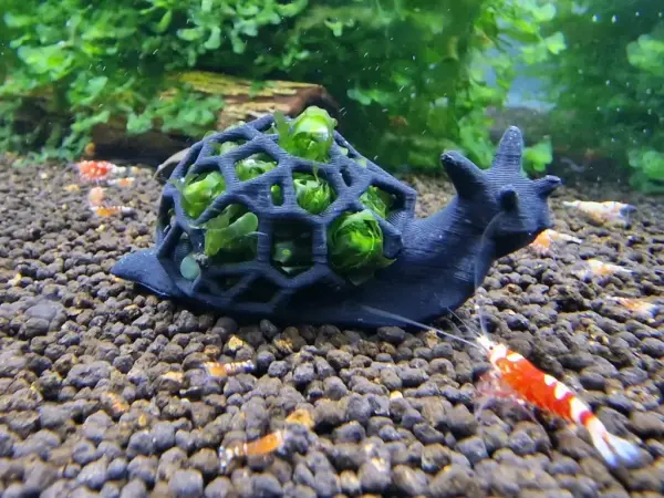 Deko Moosschnecke klein im Aquarium auf Bodengrund stehend mit Süßwassertang befüllt und Garnelen davor fotografiert