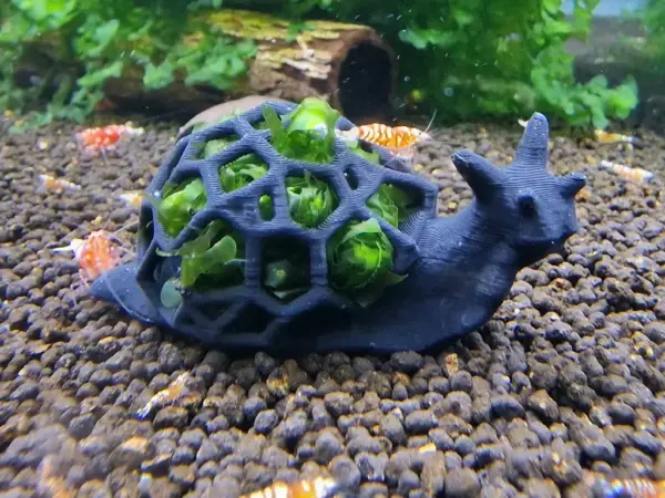 Deko Moosschnecke klein im Aquarium auf Bodengrund stehend mit Süßwassertang befüllt und Garnelen oben drauf fotografiert
