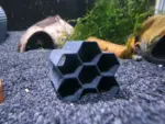Garnelen-Wabe im Aquarium fotografiert