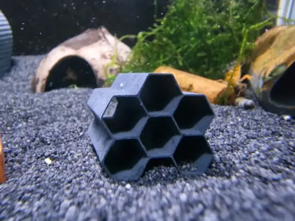 Garnelen-Wabe im Aquarium fotografiert