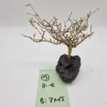 Aus Lavastein und Naturholz hergestellter Garnelenbaum - Dekoration für das Aquarium. Produktbild