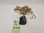 Garnelenbaum Produktbild
