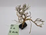 Garnelenbaum M 12x14 – Bild 2