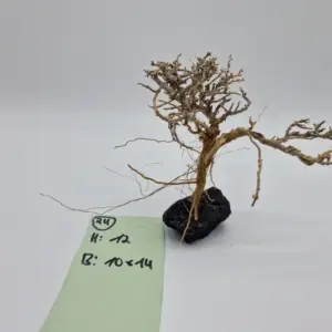 Garnelenbaum Produktbild