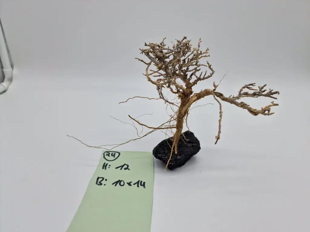 Garnelenbaum Produktbild