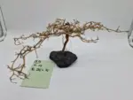 Garnelenbaum Produktbild