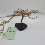 Garnelenbaum Produktbild