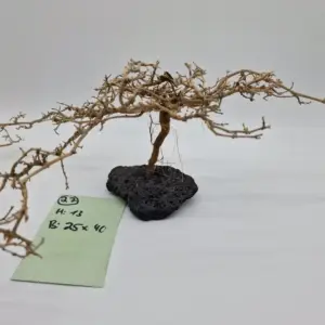 Garnelenbaum Produktbild