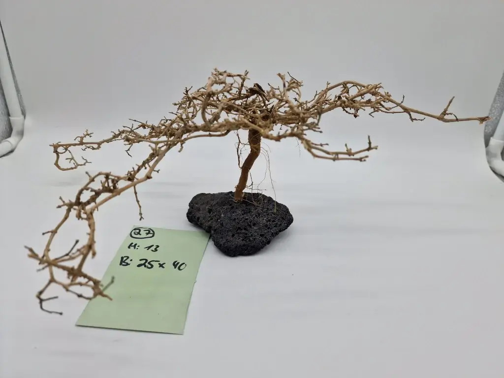 Garnelenbaum Produktbild