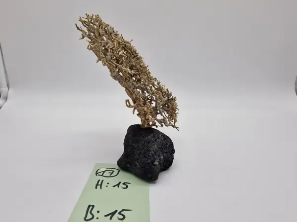 Garnelenbaum M 15x15 – Bild 2