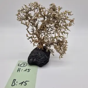 Garnelenbaum Produktbild