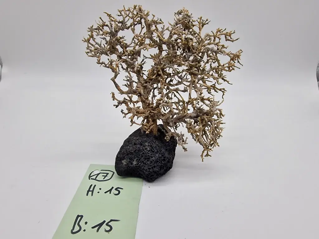 Garnelenbaum Produktbild