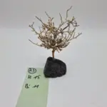 Garnelenbaum Produktbild