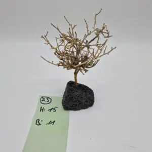Garnelenbaum Produktbild