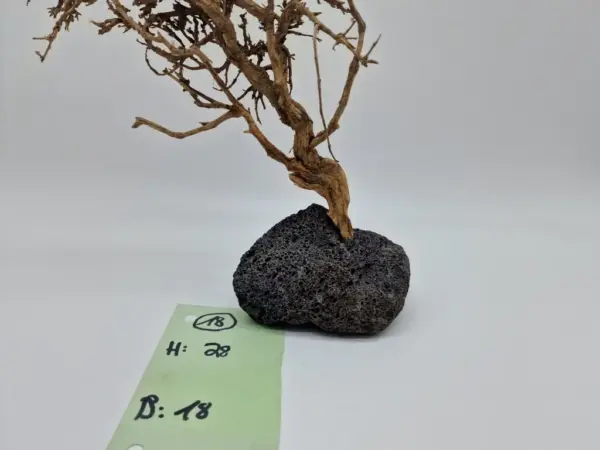 Garnelenbaum L 28x18 – Bild 2