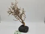 Garnelenbaum L 28x18