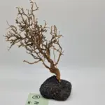 Garnelenbaum L 28x18