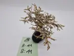 Garnelenbaum M 11x11 – Bild 2