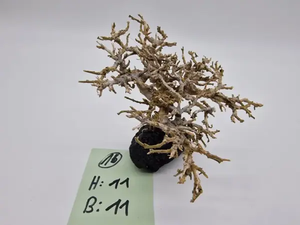 Garnelenbaum M 11x11 – Bild 2