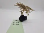 Garnelenbaum Produktbild