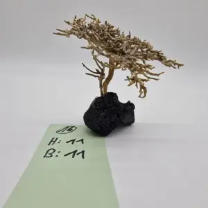 Garnelenbaum Produktbild