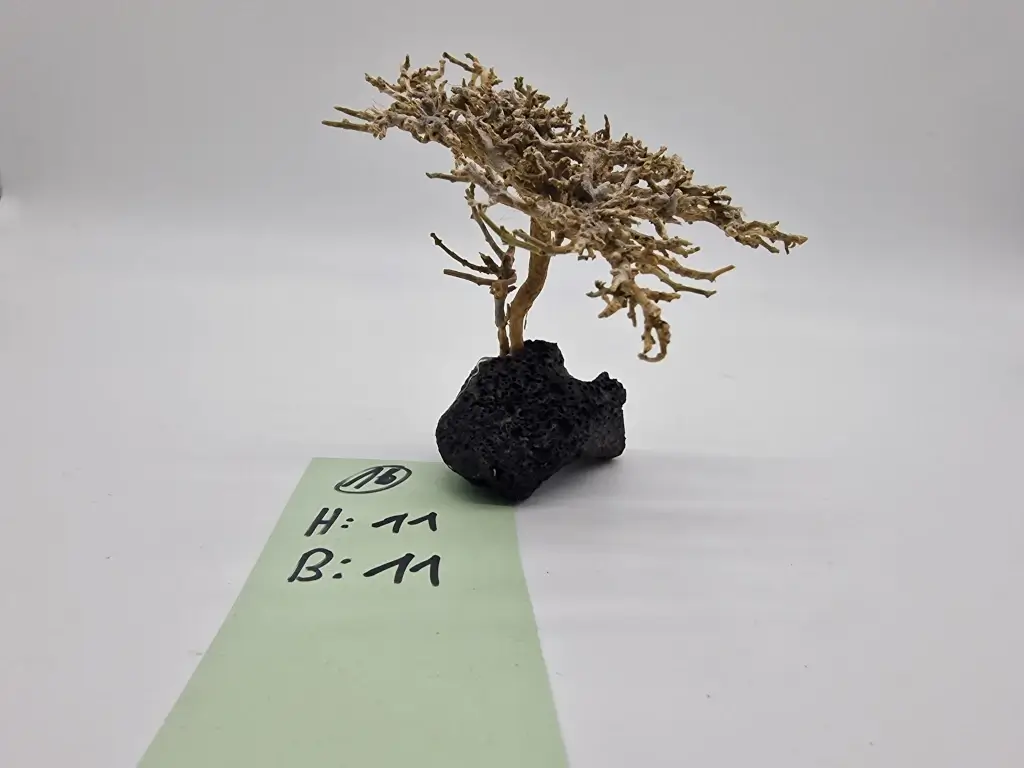 Garnelenbaum Produktbild