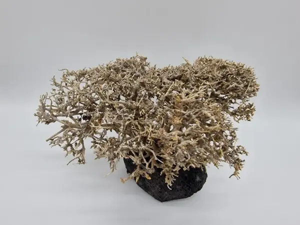 Garnelenbaum L 15x28 – Bild 2