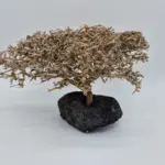 Garnelenbaum von Padergarnelen Produktbild