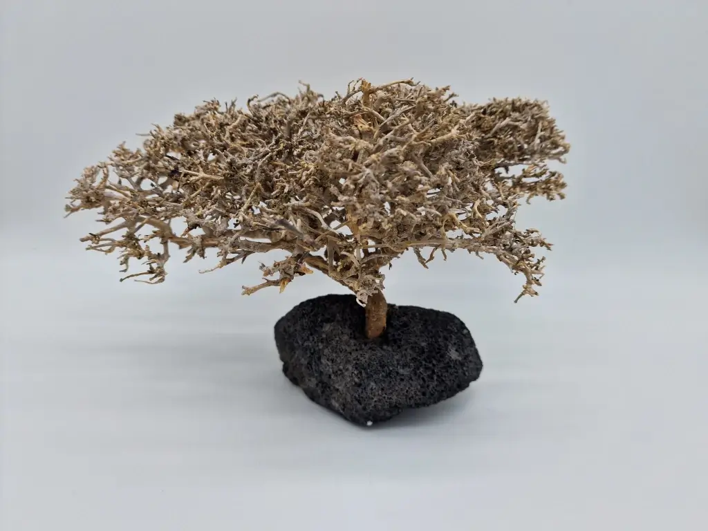 Garnelenbaum von Padergarnelen Produktbild