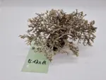 Garnelenbaum M 11x18 – Bild 2