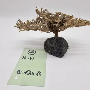 Garnelenbaum Produktbild von vorne