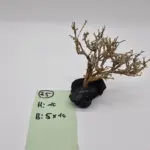 Garnelenbaum S 10x10