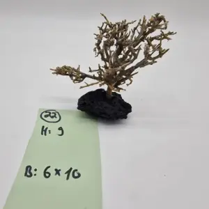 Garnelenbaum Produktbild