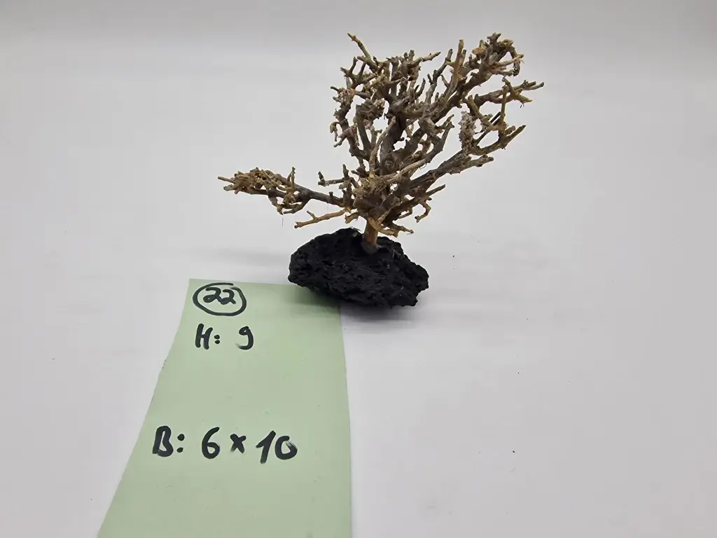 Garnelenbaum_6 Garnelenbaum Produktbild