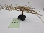 Garnelenbaum Produktbild