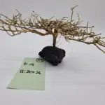 Garnelenbaum Produktbild