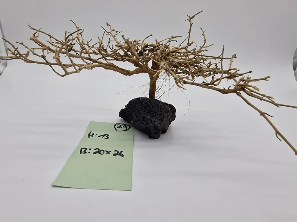 Garnelenbaum Produktbild