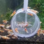 Profi Garnelenkescher im Aquarium mit Garnelen fotografiert