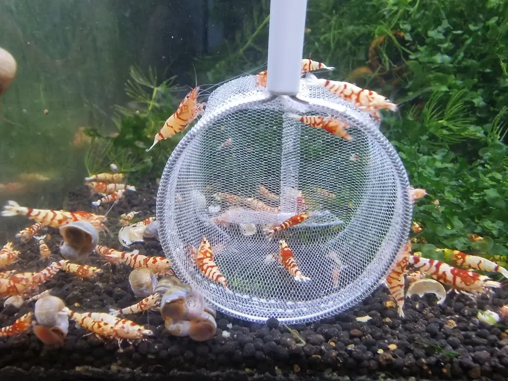 Profi Garnelenkescher im Aquarium mit Garnelen fotografiert