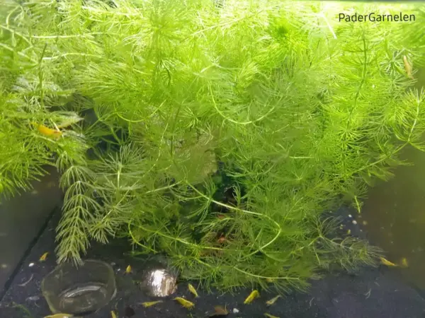 Hornkraut im Aquarium fotografiert