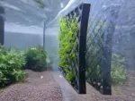 moosgitter quadrat im aquarium mit moos fotografiert