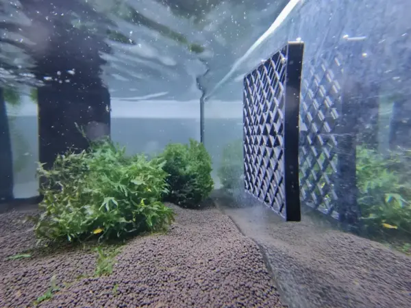 moosgitter quadrat im aquarium ohne moos